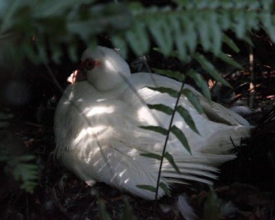 Muscovy Duck - Cairina moschata (domestic)