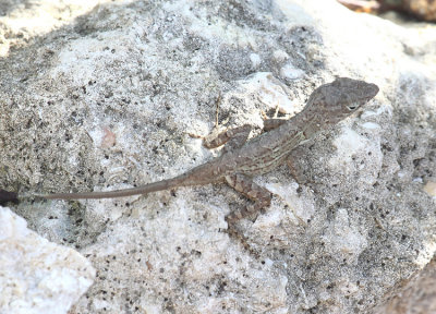 Hispaniolan Stout Anole - Anolis cybotes cybotes