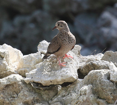 Common Ground Dove - Columbina passerina