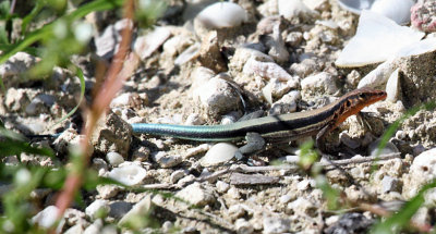 Hispaniolan Blue-tailed Ameiva - Ameiva taeniura