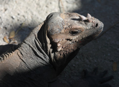 Rhinoceros Iguana - Cyclura cornuta (captive)