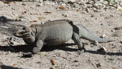 Rhinoceros Iguana - Cyclura cornuta (captive)
