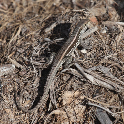 Hispaniolan Maskless Curlytail - Leiocephalus lunatus