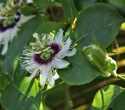 Passionfruit flower - Passiflora edulis