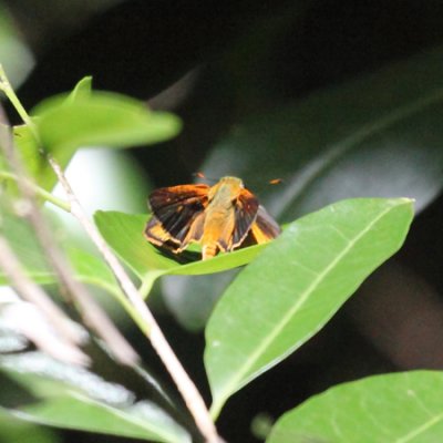 Euphyes singularis isolata
