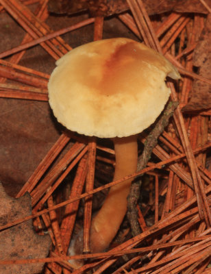 Collybia sp.