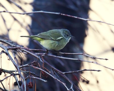 Orange-crowned Warbler - Oreothlypis celata