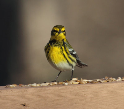 Townsend's Warbler - Setophaga townsendi