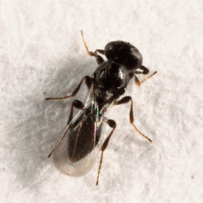 Platygaster sp.