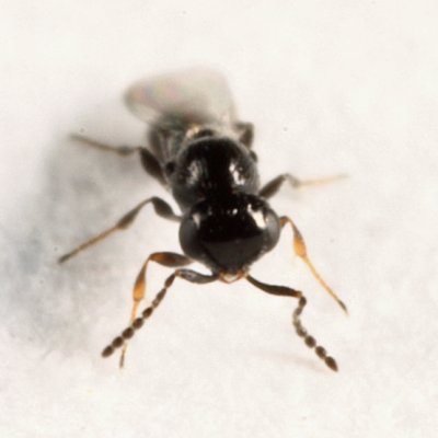 Platygaster sp.