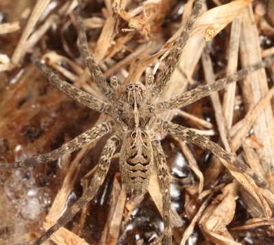 Dolomedes scriptus