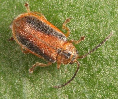 Black-margined Loosestrife Beetle - Neogalerucella calmariensis