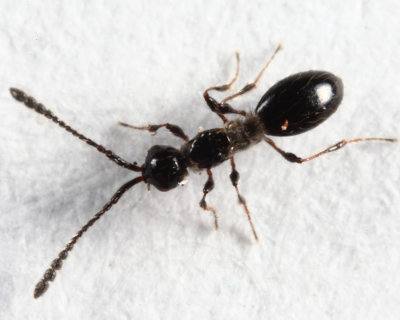 Trichopria sp. (female)