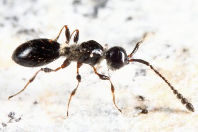 Trichopria sp. (female)