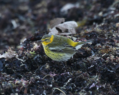 Cape May Warbler - Setophaga tigrina