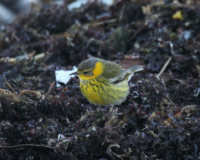 Cape May Warbler - Setophaga tigrina