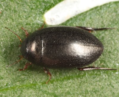 Agabus anthracinus