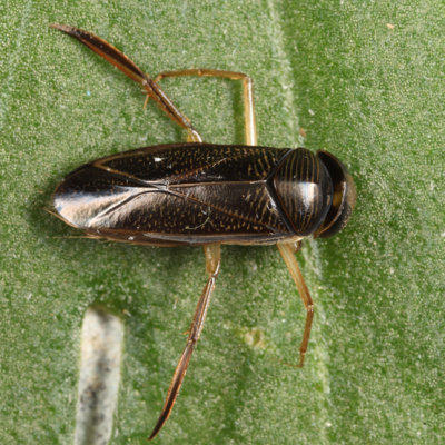 Hesperocorixa sp.