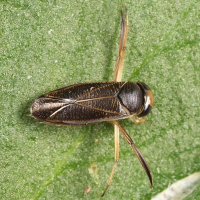 Sigara sp.