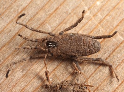 Trogulus tricarinatus