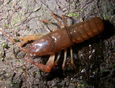 Faxonius sp.