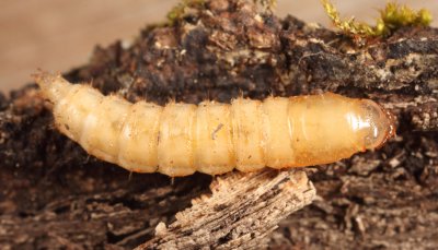 Xylophagus lugens (pupa)