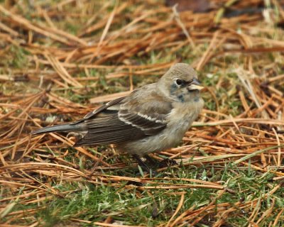 Lazuli Bunting - Passerina amoena