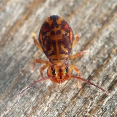 Dicyrtomina minuta forma ornata