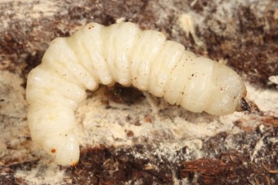 Asilidae (larva)