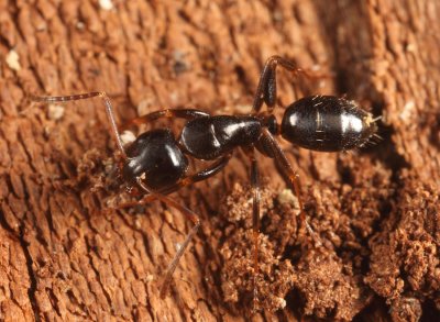 Camponotus nearcticus