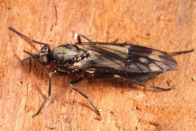 Xylophagus lugens