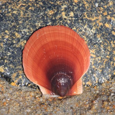 Sea Scallop - Placopecten magellanicus