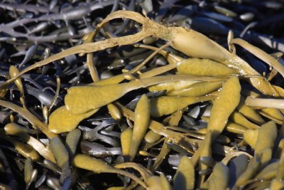 Knotted Kelp - Ascophyllum nodosum