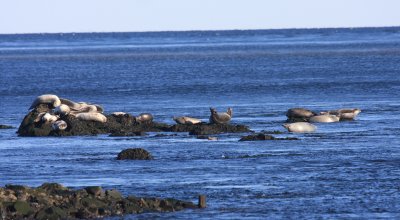 Harbor seals - Phoca vitulina