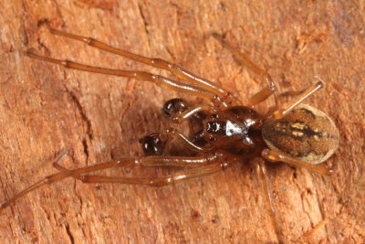 Pachygnatha brevis (male)