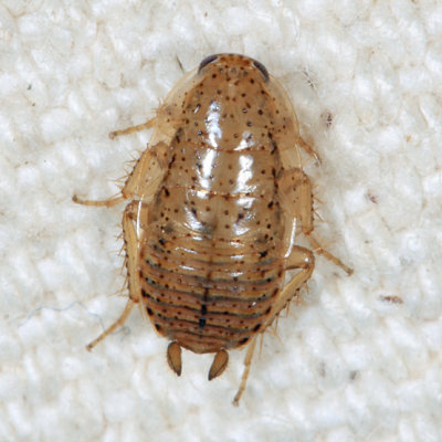 Spotted Mediterranean Cockroach - Ectobius pallidus