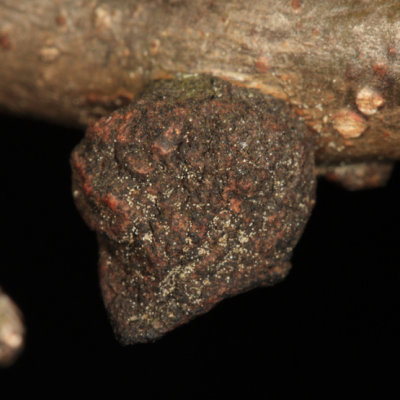 Oak Rough Bulletgall Wasp - Disholcaspis quercusmamma