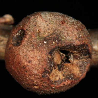 Round bullet gall - Disholcaspis quercusglobulus