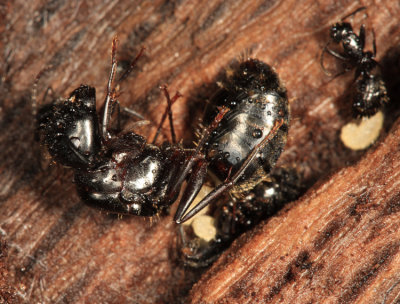 Camponotus sp. (hibernating queen)