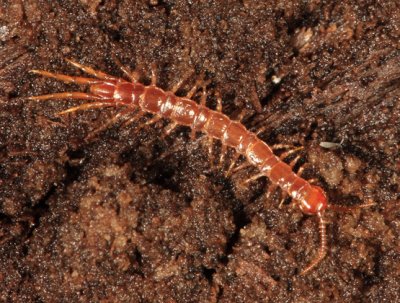 Stone Centipedes - Lithobiomorpha
