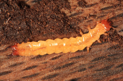 Dendroides canadensis (larva)