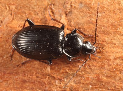 Agonum melanarium