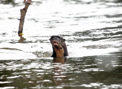 Giant River Otter - Pteronura brasiliensis