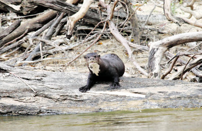 Giant River Otter - Pteronura brasiliensis