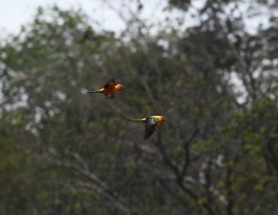 Sun Conure - Aratinga solstitialis