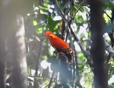 Guianan Cock-of-the Rock - Rupicola rupicola