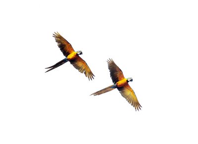 Blue-and-Gold Macaw - Ara ararauna
