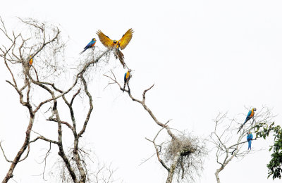 Blue-and-Gold Macaw - Ara ararauna