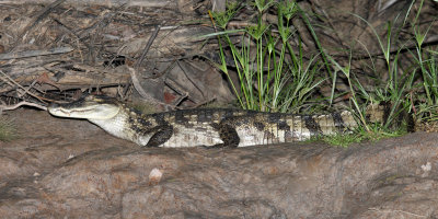 Spectacled Caiman - Caiman crocodilus