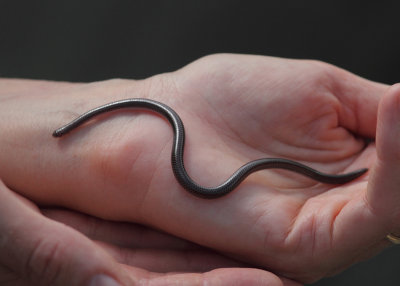 Dainty Blind Snake Trilepida dimidiata